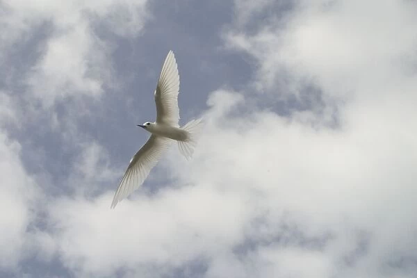 White Tern - in flight. Found in tropical and subtropical seas usually far from land except when breeding. On Home Island in the Cocos (Keeling) group, Indian Ocean