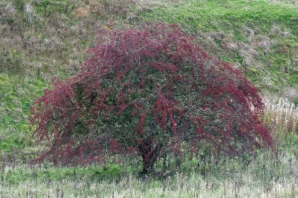 White Thorn Tree - with ripened berries, autumn. Northumberland, UK