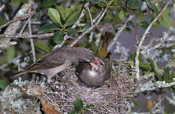 White-throated Canary - male regurgitating food to female
