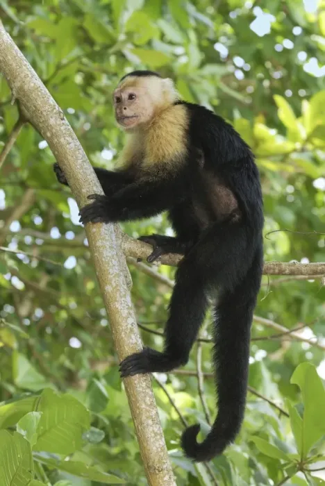 Framed Print : White-throated Capuchin Cahuita N. P. Costa Rica