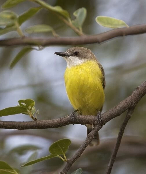 White-throated Gerygone This subspecies lacking the white at the base of the tail is found only in the far north of Northern Teritory and the Kimberley. Inhabits open woodland and trees along watercourses