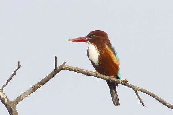White-Throated Kingfisher - Keoladeo Ghana National Park - Bharatpur - Rajasthan - India BI018122