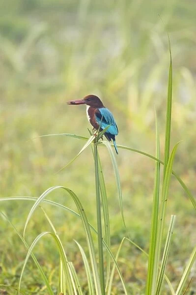 White-Throated Kingfisher - perched on Papyrus wth prey - Keoladeo Ghana National Park - Bharatpur - Rajasthan - India BI018119