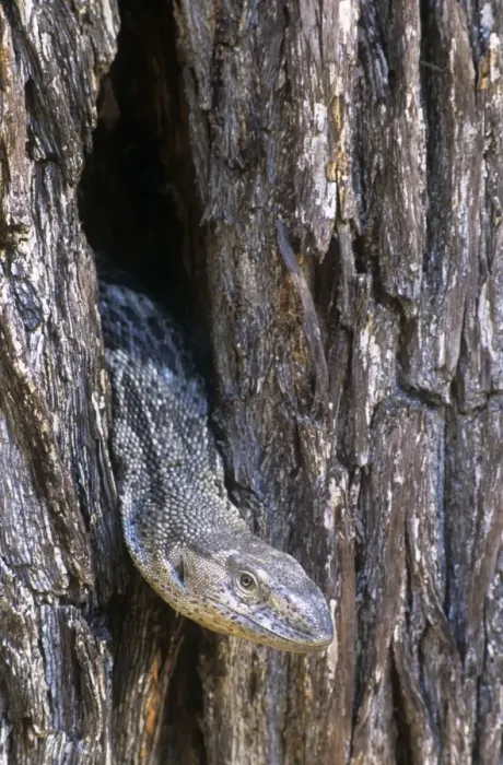 Framed Print : White-throated Monitor Lizard Framed Print : White-throated Monitor Lizard