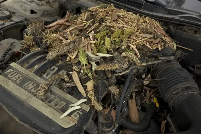 Framed Print : White-throated Packrat / Woodrat - nest in engine compartment - Arizona - USA Framed Print : White-throated Packrat / Woodrat - nest in engine compartment - Arizona - USA