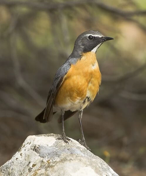 White-throated Robin - adult male - Korkitelli Hills - Southern Turkey - May