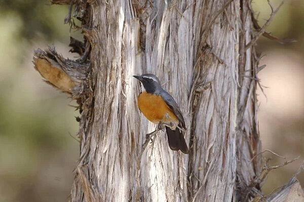 White-throated Robin - adult male, May. Southern Turkey