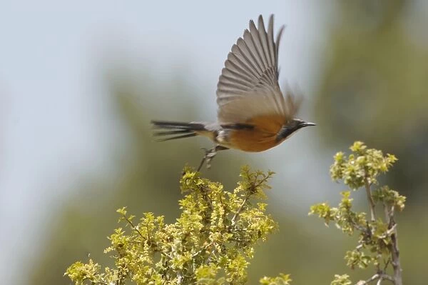 White-throated Robin - adult male, May. Southern Turkey