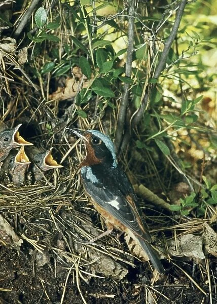 White-throated Rock-thrush - at nest with young