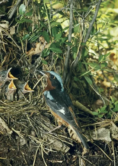 Framed Print : White-throated Rock-thrush - at nest with young Framed Print : White-throated Rock-thrush - at nest with young