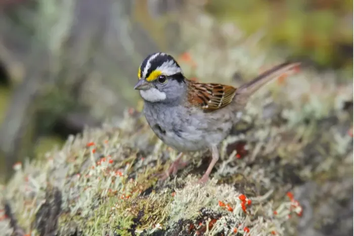 Framed Print : White-throated Sparrow Framed Print : White-throated Sparrow