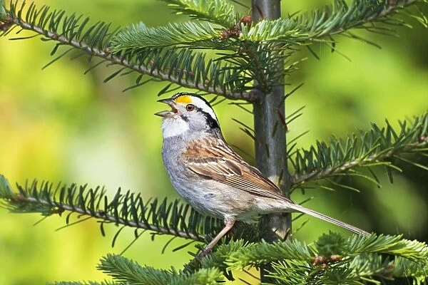 White-throated Sparrow - Adult male singing on