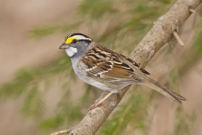 Framed Print : White-throated Sparrow Connecticut in April Framed Print : White-throated Sparrow Connecticut in April