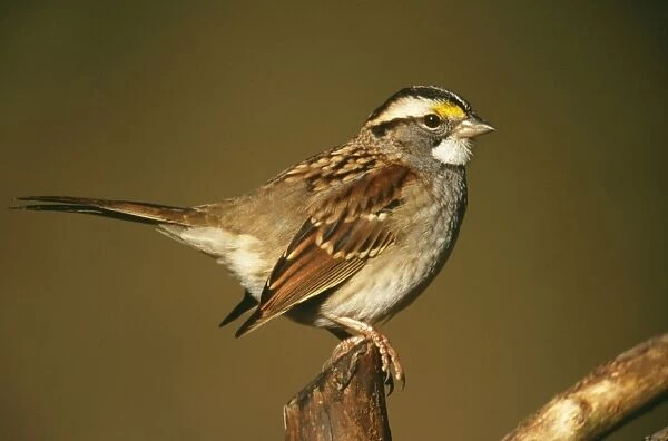 White-Throated Sparrow - Hamden Connecticut USA