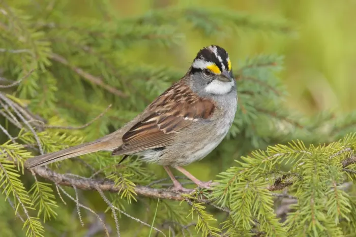 Framed Print : White-throated Sparrow - June - Maine - USA Framed Print : White-throated Sparrow - June - Maine - USA