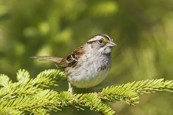 Framed Print : White-throated Sparrow - in Maine boreal forest in May. USA Framed Print : White-throated Sparrow - in Maine boreal forest in May. USA
