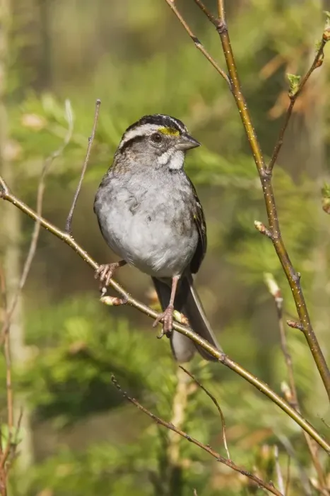 Framed Print : White-throated Sparrow - in Maine boreal forest in May. USA Framed Print : White-throated Sparrow - in Maine boreal forest in May. USA
