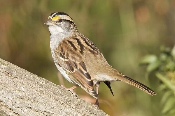 White-throated Sparrow, Oct, CT, USA