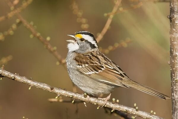 White-throated Sparrow - Singing - On territory in Maine USA - May