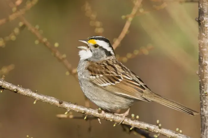 Framed Print : White-throated Sparrow - Singing - On territory in Maine USA - May Framed Print : White-throated Sparrow - Singing - On territory in Maine USA - May