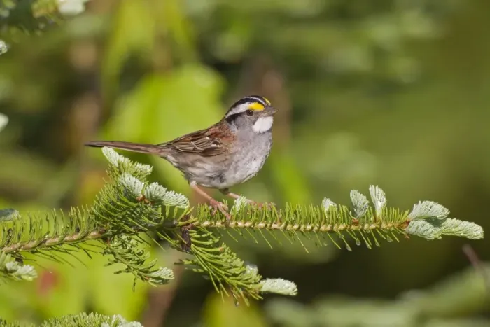 Framed Print : White-throated Sparrow - spring - northern Maine - USA Framed Print : White-throated Sparrow - spring - northern Maine - USA