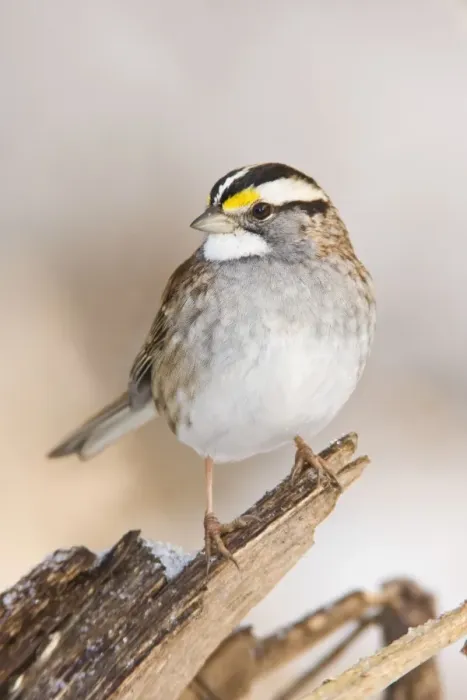 Framed Print : White-throated Sparrow - in winter. Connecticut in December Framed Print : White-throated Sparrow - in winter. Connecticut in December