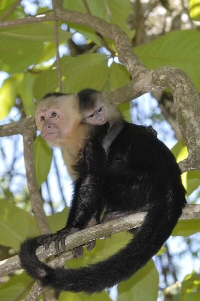 White-throated  /  White-faced  /  White-headed Capuchin - with young on back. Costa Rica