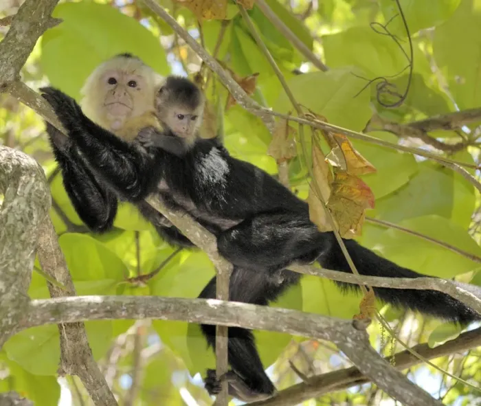 Framed Print : White-throated / White-faced / White-headed Capuchin - with young on back. Costa Rica Framed Print : White-throated / White-faced / White-headed Capuchin - with young on back. Costa Rica