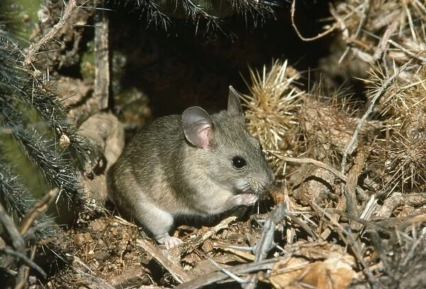 White-throated Wood Rat - at nest