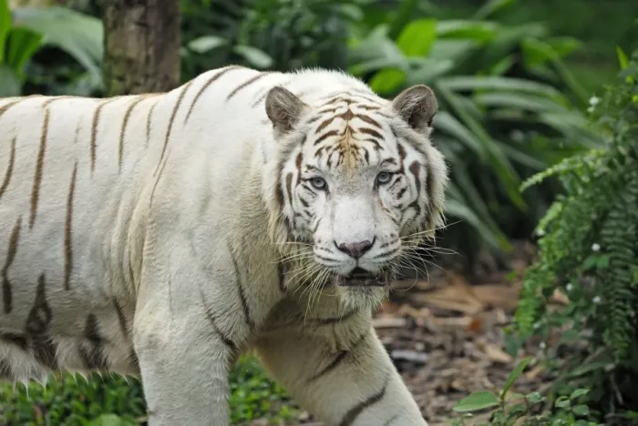 Framed Print : White Tiger - Singapore Framed Print : White Tiger - Singapore