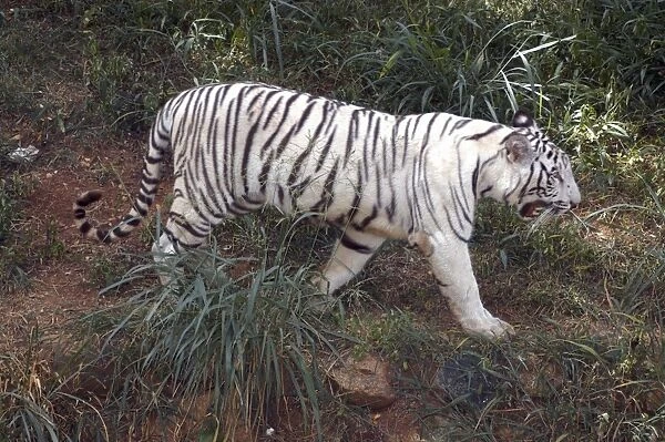 White tiger- variety kept as rare speciality by Indian Maharajahs, this one belonging to Maharajah of Mysore