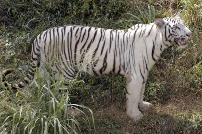 Framed Print : White Tiger- variety kept as rare speciality by Indian Maharajahs, this one belonging to Maharajah of Mysore