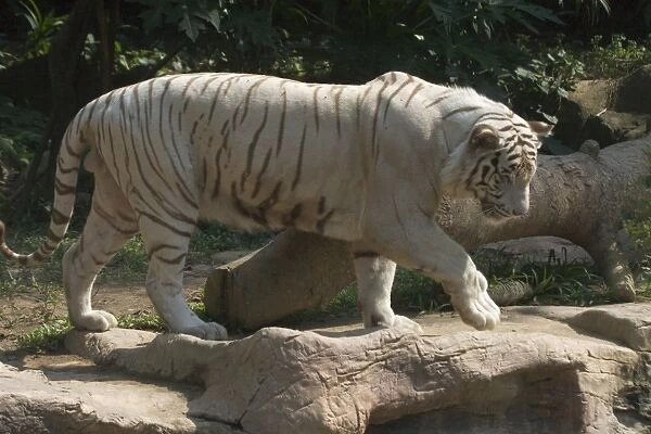 White Tiger - White Tigers have no conservation value and breeding them is controversial. They are Bengal Tigers