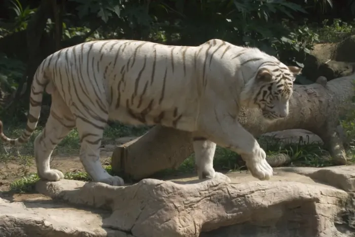 Framed Print : White Tiger - White Tigers have no conservation value and breeding them is controversial. They are Bengal Tigers Framed Print : White Tiger - White Tigers have no conservation value and breeding them is controversial. They are Bengal Tigers