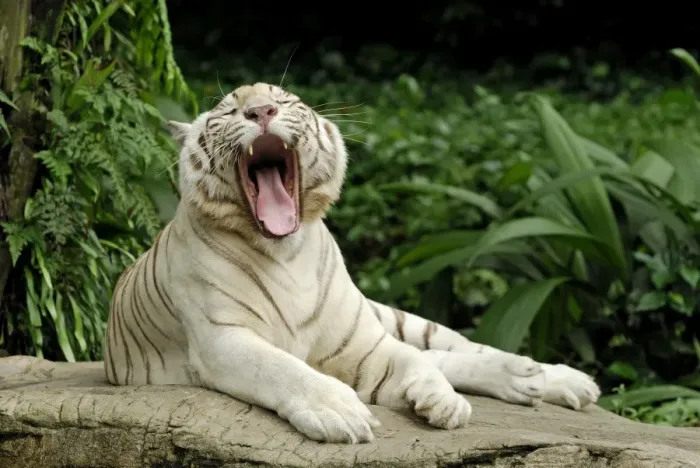 Framed Print : White Tiger - yawning - Singapore Framed Print : White Tiger - yawning - Singapore