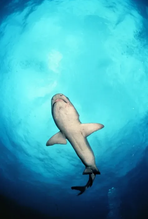 Framed Print : White Tip Reef Shark