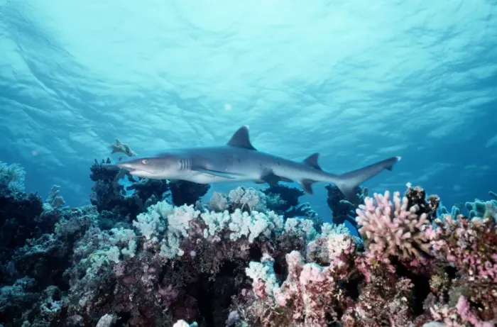 Framed Print : White Tip Reef Shark Framed Print : White Tip Reef Shark