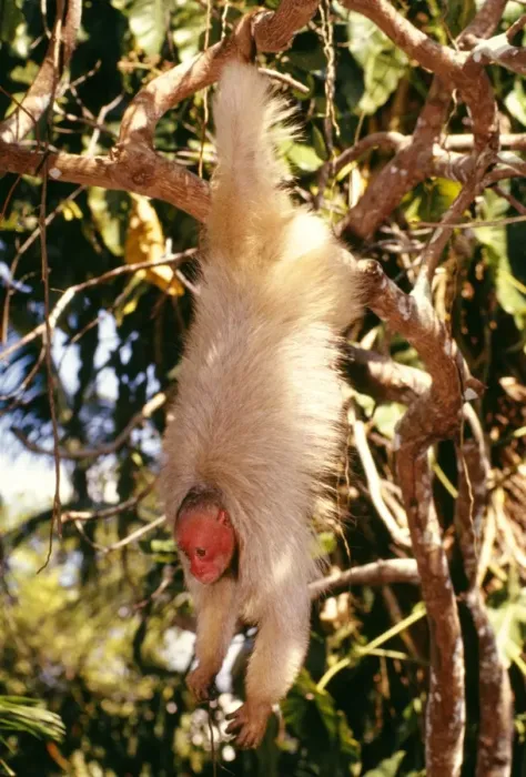 Framed Print : White Uakari Monkey Hanging from branch with short tail visible Amazonia, Brazil, South America Framed Print : White Uakari Monkey Hanging from branch with short tail visible Amazonia, Brazil, South America