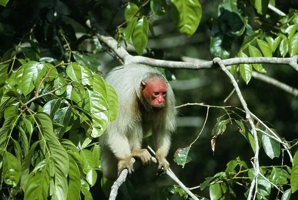 White Uakari Monkey NG 1039 In rainforest canopy, Amazonia, Brazil, South America. Cacajao calvus calvus © Nick Gordon  /  ardea. com
