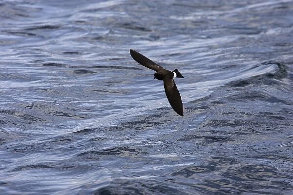 (White-vented) Storm Petrel. Ssp Elliot's Storm-petrel. Rabida island. Galapagos islands