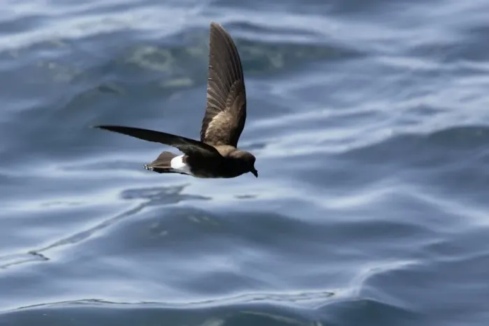 Framed Print : (White-vented) Storm Petrel. Ssp Elliot's Storm-petrel. Rabida island. Galapagos islands Framed Print : (White-vented) Storm Petrel. Ssp Elliot's Storm-petrel. Rabida island. Galapagos islands