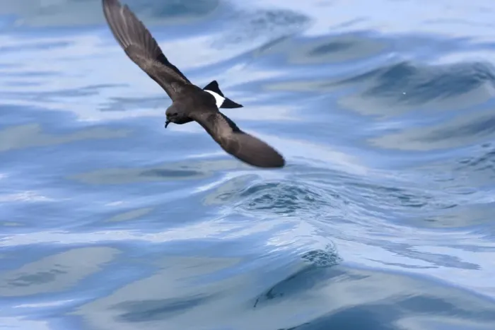 Framed Print : (White-vented) Storm Petrel. Ssp Elliot's Storm-petrel. Rabida island. Galapagos Framed Print : (White-vented) Storm Petrel. Ssp Elliot's Storm-petrel. Rabida island. Galapagos