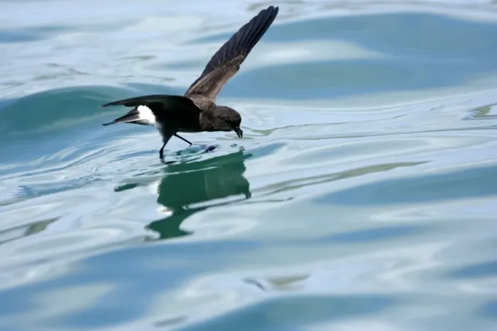 Framed Print : (White-vented) Storm Petrel. Ssp Elliot's Storm-petrel. Rabida island. Galapagos Framed Print : (White-vented) Storm Petrel. Ssp Elliot's Storm-petrel. Rabida island. Galapagos