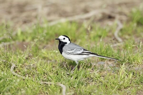 White Wagtail - adult on ground, Lower Saxony, Germany