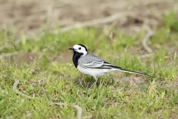 Framed Print : White Wagtail - adult on ground, Lower Saxony, Germany Framed Print : White Wagtail - adult on ground, Lower Saxony, Germany