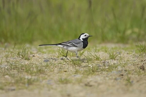 White Wagtail - Catching Insects Motacilla alba alba Finland BI014373