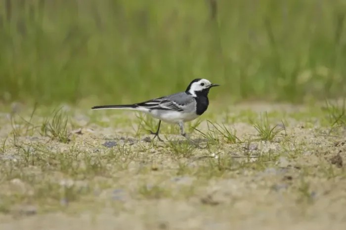 Framed Print : White Wagtail - Catching Insects Motacilla alba alba Finland BI014373 Framed Print : White Wagtail - Catching Insects Motacilla alba alba Finland BI014373