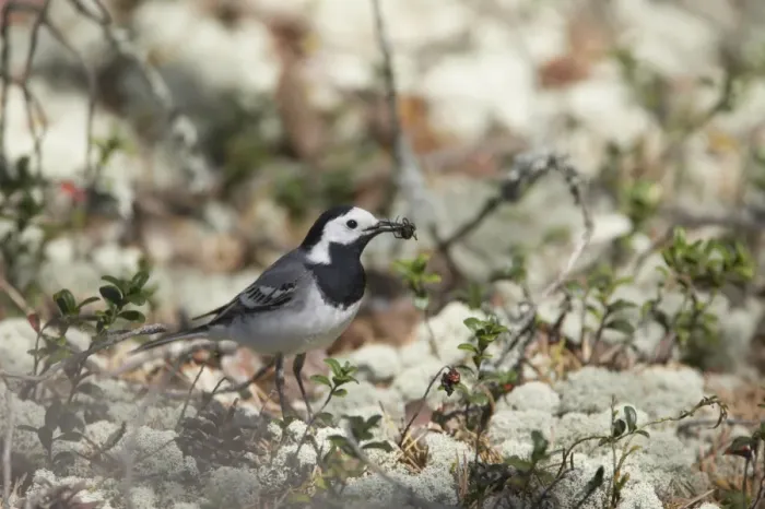 Framed Print : White Wagtail - Catching Spiders on Forest Floor Motacilla alba alba Finland BI014356 Framed Print : White Wagtail - Catching Spiders on Forest Floor Motacilla alba alba Finland BI014356