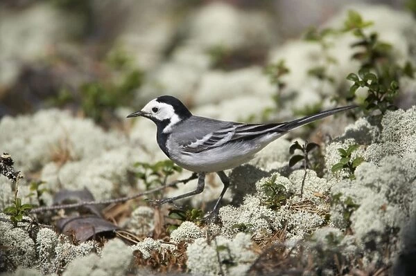 White Wagtail - Hunting for insects on Forest Floor Motacilla alba alba Finland BI014362