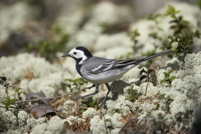 Framed Print : White Wagtail - Hunting for insects on Forest Floor Motacilla alba alba Finland BI014362